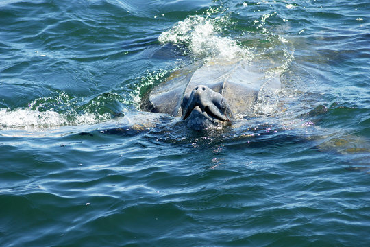 wasserschildkr&ouml;te luft holend