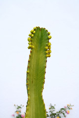 pachycereus marginatus