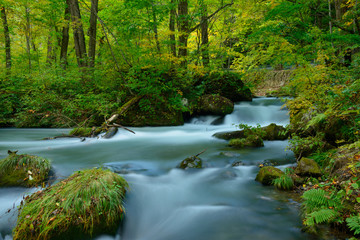 Obraz premium Oirase Gorge in Aomori, Japan