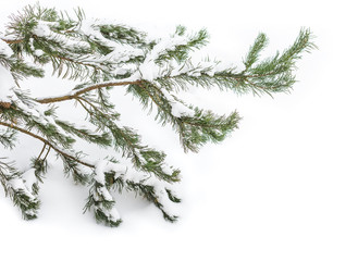 The snow-covered branch of a fir-tree flies on pure snow