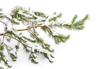 The snow-covered branch of a fir-tree flies on pure snow