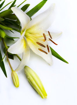 Easter Lily Flower Isolated On White Background