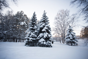 Beautiful winter forest