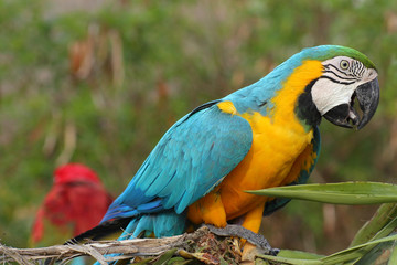 Colorful blue parrot