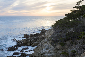 coastline with cliffs and pine tree