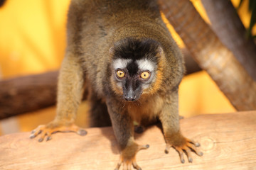  lemur