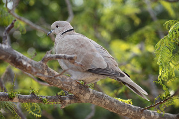 Collared Dove (Streptopelia turtur)