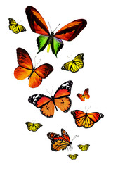 Many different butterflies, isolated on white background
