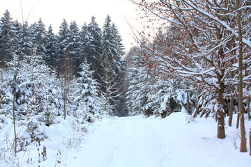 Winterlandschaft