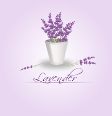 Lavender bunch in flowerpot