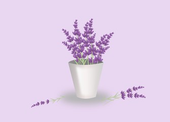 Lavender bunch in flowerpot