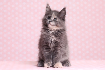 Fototapeta premium Cute Maine Coon kitten