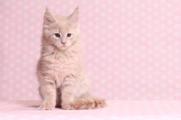 Fototapeta premium Cute Maine Coon kitten