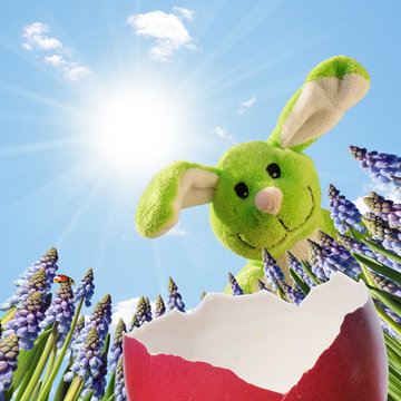 Hase blickt ins Osternest - Osterangebote im roten Ei
