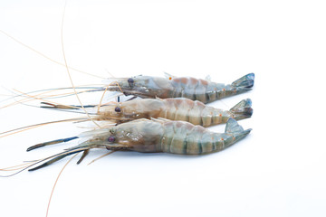 Fresh water crayfish on isolated background