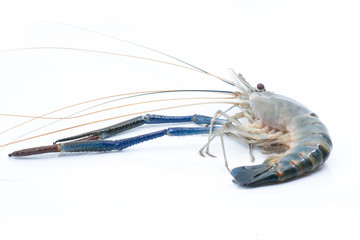 Fresh water crayfish on isolated background