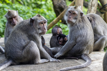 family of monkeys