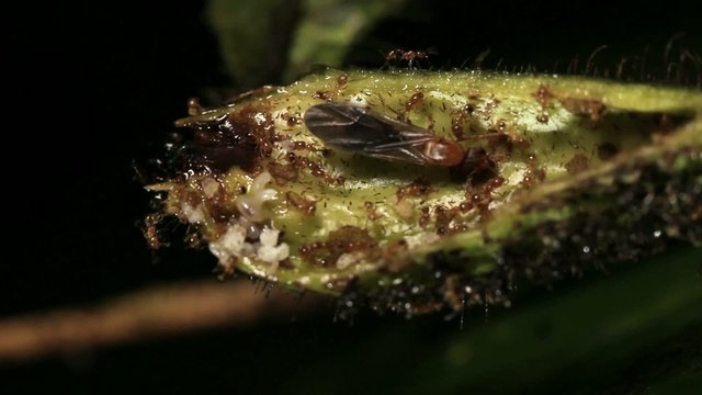 Amazonian tree Cordia nodosa (Boraginaceae) with symbiotoic ants