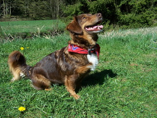 Hund