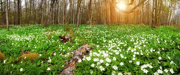 Behangcirkel Wood with spring flowers © candy1812