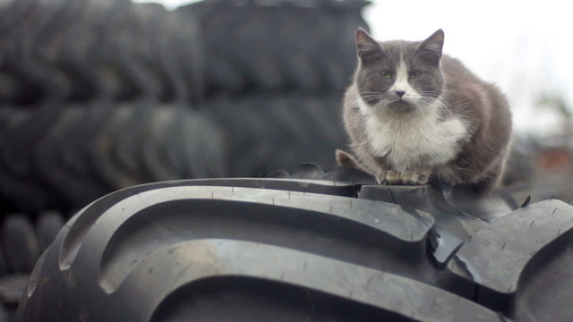cat sitting on the tires. tire recycling plant