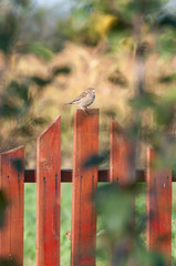 house sparrow viewed through the leaf