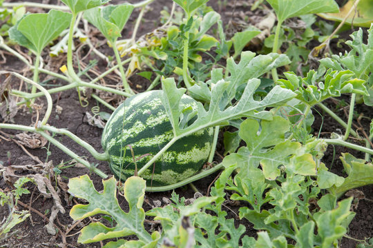 agriculture. Natural watermelon growing in the field