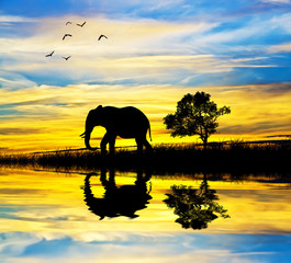 Fototapeta na wymiar elefante en el lago