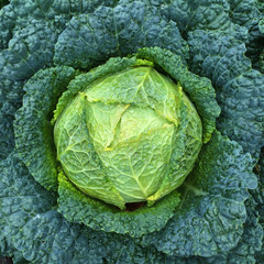 Green Savoy cabbage