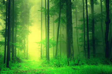 Yellow green forest light