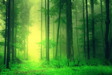 Papier Peint photo Lavable Automne Yellow green forest light