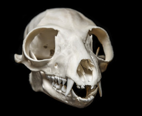 skull of Lemur catta