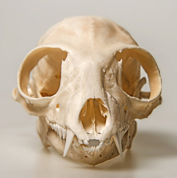 skull of Lemur catta