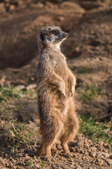 Erdmännchen (Suricata suricatta) meerkat