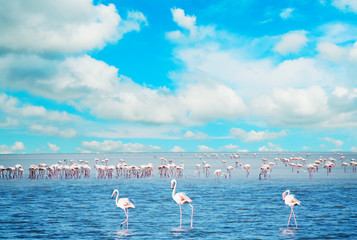 zwerm flamingo& 39 s in een vijver