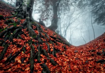 Wall murals Rood violet Mysterious autumn forest in fog