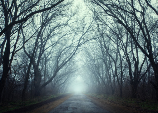 Fototapeta Mysterious autumn forest in fog