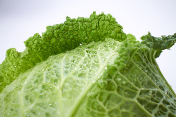 savoy cabbage