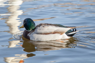 Fototapeta premium Ente