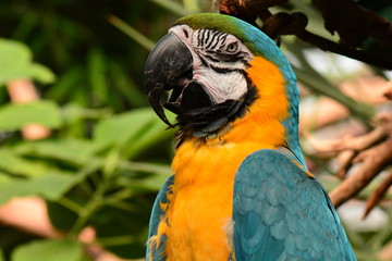 South American Macaw portrait