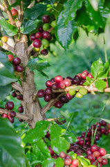 Coffee tree