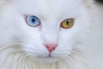 Katze mit zweifarbigen Augen 3