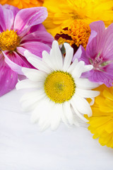 Chamomile on background of summer flowers