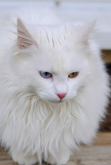 Katze mit zweifarbigen Augen 2
