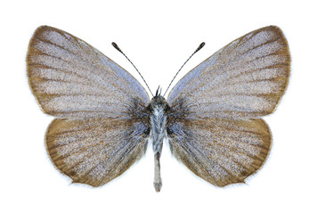 Butterfly Cupido decoloratus (male)