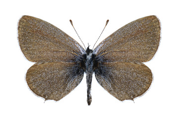 Butterfly Cupido decoloratus (female)