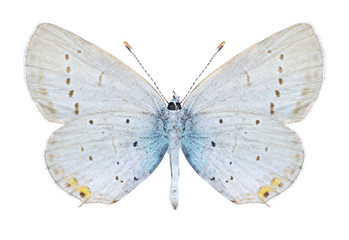Butterfly Cupido argiades (male) (underside)