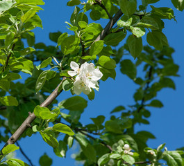 flower apple tree