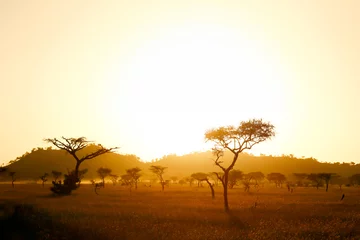 Foto op Canvas Zonsopgang op de Afrikaanse savanne © kubikactive