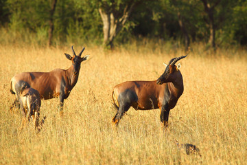 Antelope Topi in serengeti Tanzania